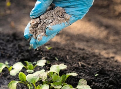 Close-up of a woman's hand in a blue glove applying seabird guano fertilizer to young seedlings in a garden bed.