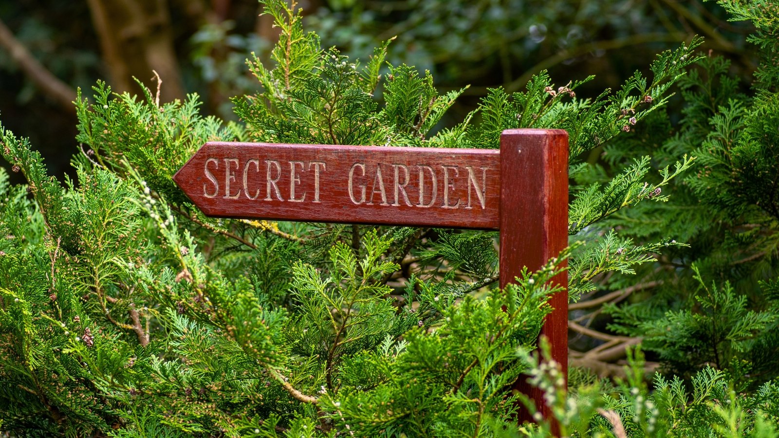 Close-up of a wooden sign with the inscription Secret Garden stuck among the Thuja plants.