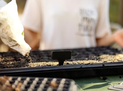 Close-up of a gardener sowing seeds into a seed starting tray, there are seed starting essentials on the table nearby. The girl is wearing a white T-shirt. There is a large black plastic seed tray on the table. It consists of many deep cells filled with soil mixture. The girl holds a bag of seeds in her hands, which she pours into the cells.