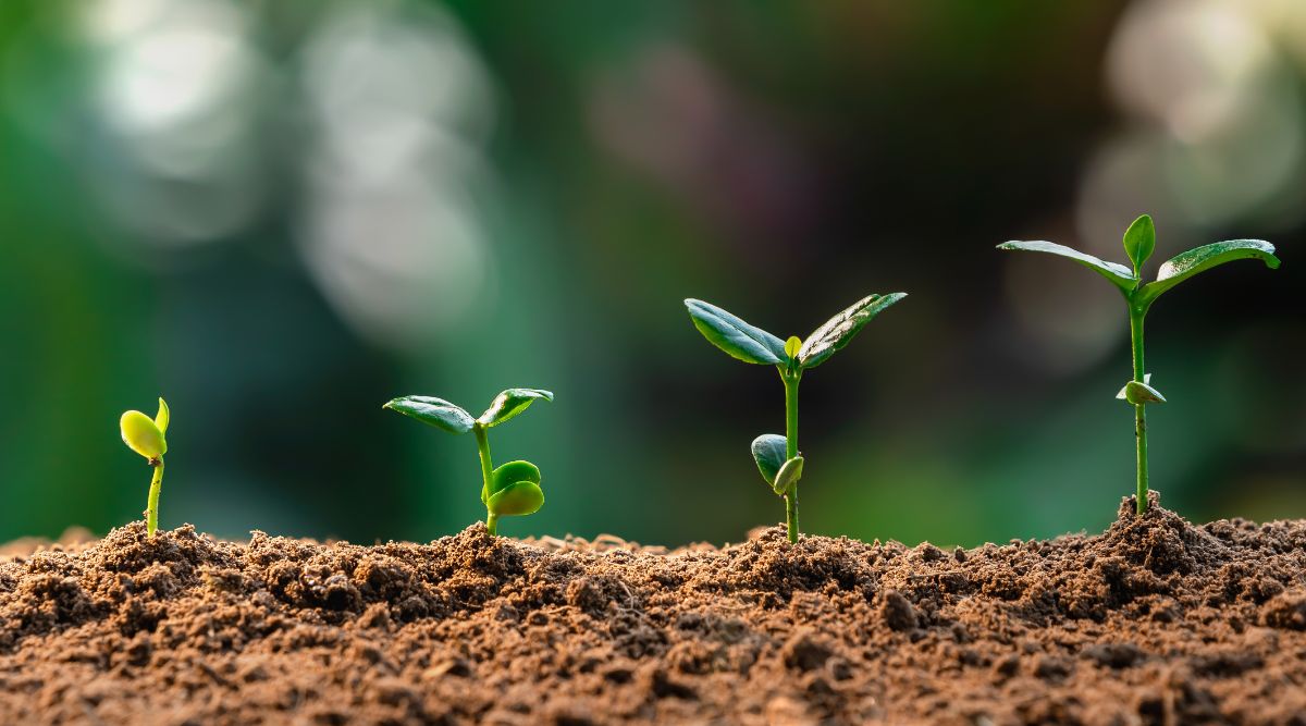 A shot of four bean seedlings in different stages of growth in rich brown soil. From left to right, the seedling is just sprouted and yellow green with two cotyledons, it grows two true deep green leaves, a third true leaf grows, and the cotyledons begin to die away. 