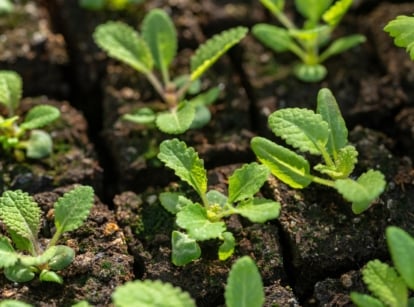 Small green sprouts with oval-shaped leaves growing in dark planting material.