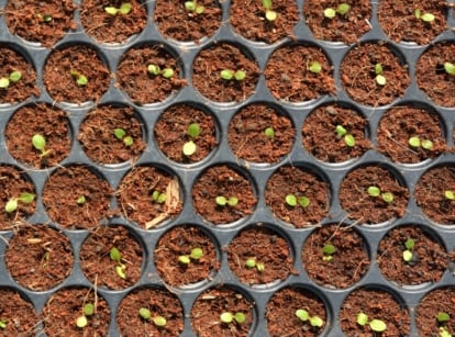 A tray filled with small green sprouts emerging from circular brown planting material.