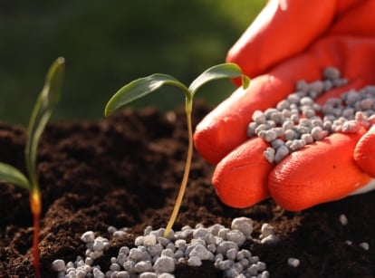 A gardener giving plant food in the shape of small spheres in a grey color, to growing seedlings.