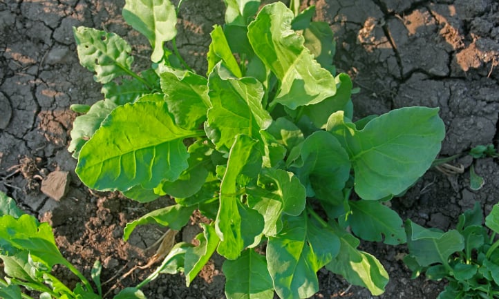 A semi-savoy spinach variety