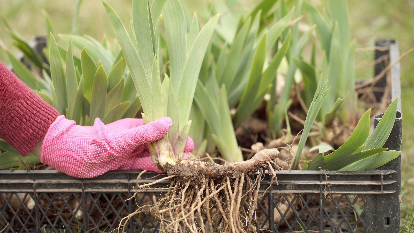 A gardener wearing pink gloves carefully pulling apart clumps of plants with green leaves and thick roots.