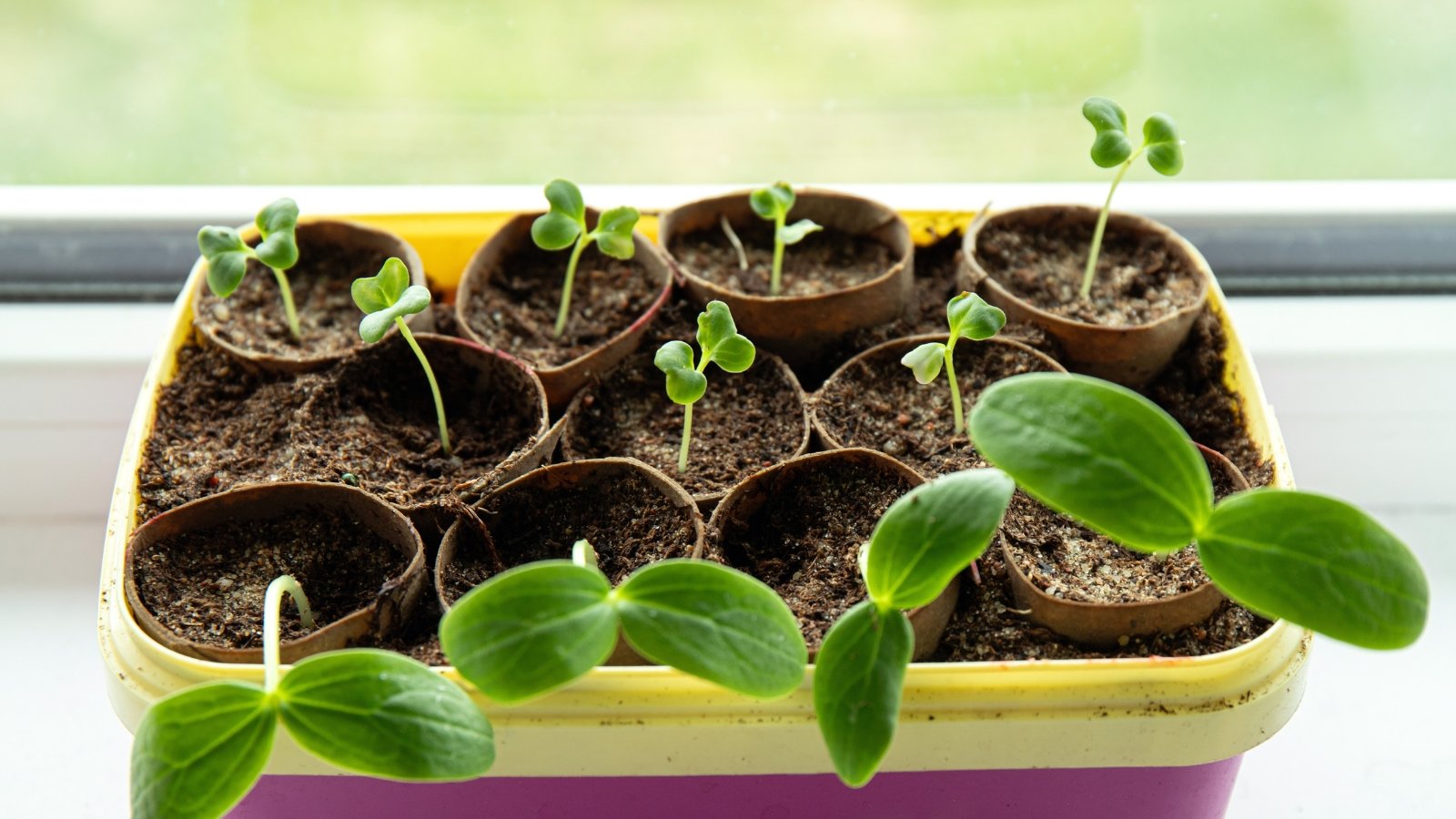 A yellow tray holds multiple round containers with bright green seedlings sprouting, their tender leaves soaking in the light from a sunny windowsill, creating a nurturing environment for their continued growth.