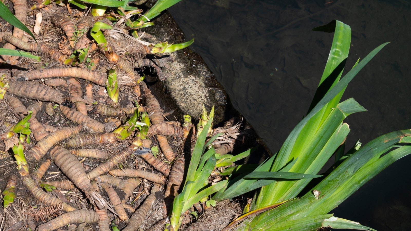 Pile of chewed and hollowed Iris germanica rhizomes with green plant shoots and exposed black soil.