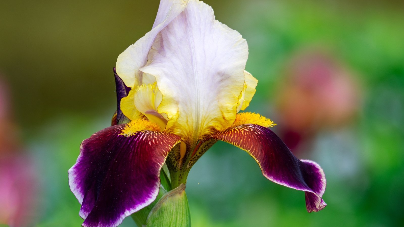 A regal deep purple bloom with velvety, cascading lower petals and stately white upright petals, adorned with a bold golden-yellow beard and dark veining.