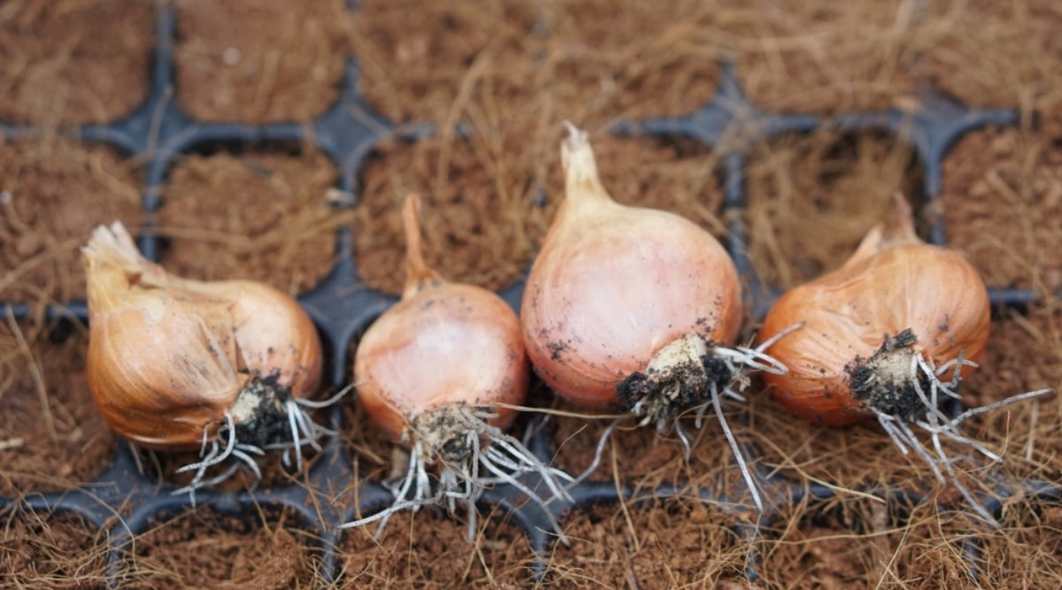 Four light brown bulbs with stringy white roots emerging from the bottom resting on a black seed tray. Each seed pod has light brown to reddish dirt and coconut coir in it.