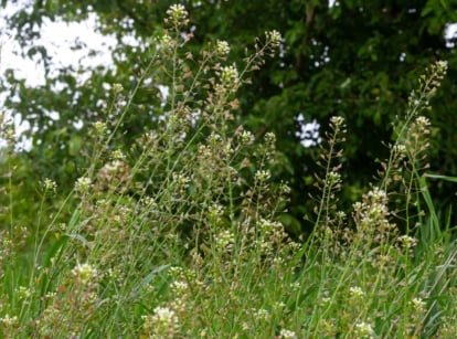 A close-up of Capsella bursa-pastoris, commonly known as shepherd's purse. The plant features its distinctive heart-shaped seed pods and small white flowers. The foliage is green and delicate, with the seed pods prominently visible against a blurred natural background.