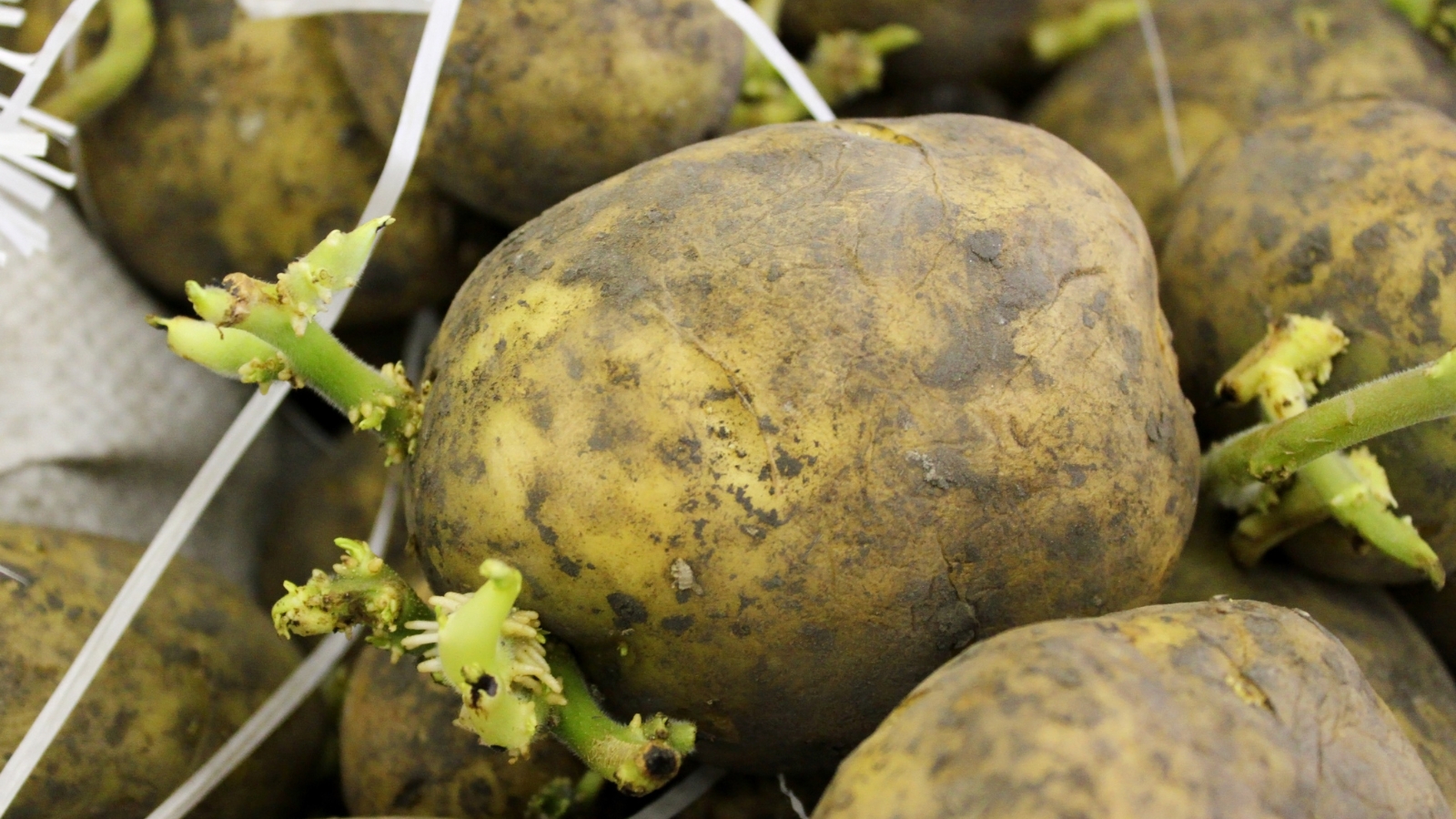 Closeup of Solanum tuberosum with shoots coming out of its eyes.