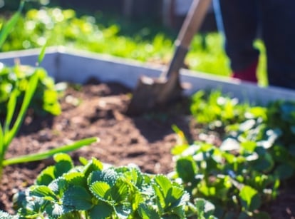 Short growing season hacks. A gardener with a large spade works in a sunny garden on a raised bed with growing strawberry and onion plants.