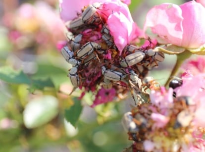 A group of rose chafer beetles cluster on pink rose blooms.