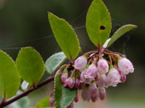 Close up of flowering evergreen huckleberry plant with pink tinged blooms and dark blue berries.
