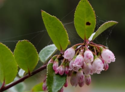 Close up of flowering evergreen huckleberry plant with pink tinged blooms and dark blue berries.