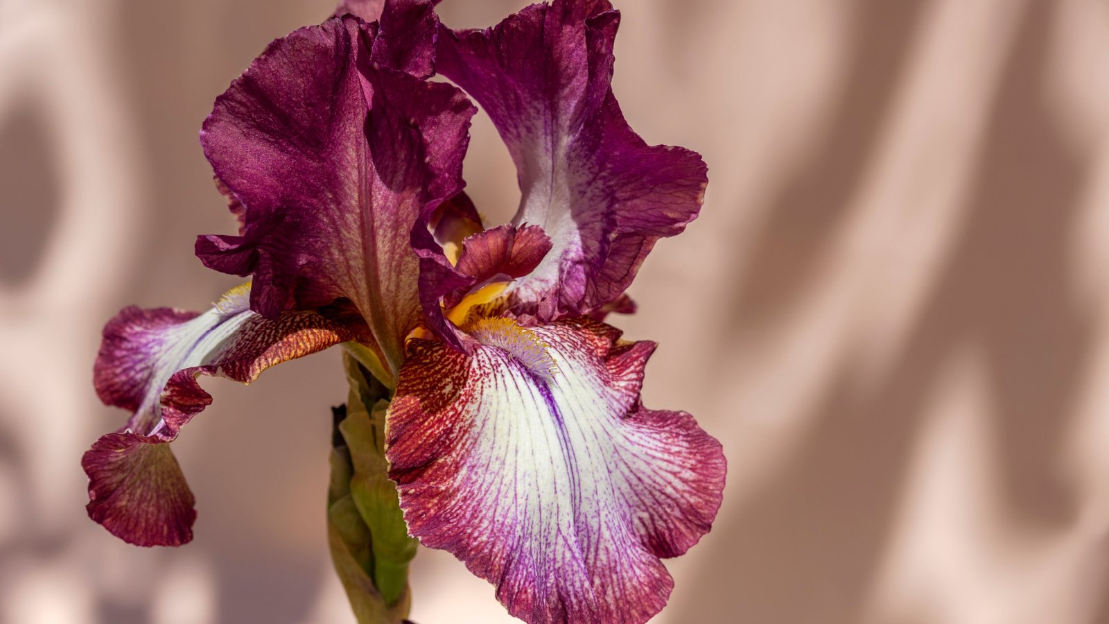 Delicate, soft white flowers with rich merlot wavy edges, highlighted by a golden yellow beard on the wide falls.