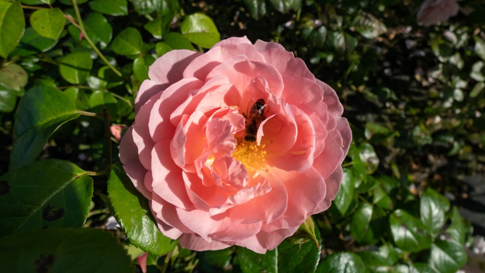 A bee visits a delicate pink bloom with ruffled petals and a golden-yellow center among waxy green leaves.