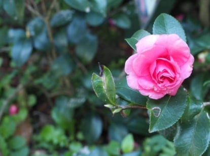 Pink blooming shrub with insect damage on leaf