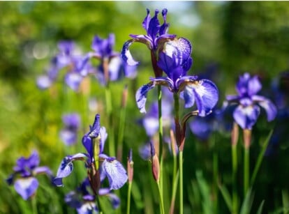 Blue Siberian irises bloom gracefully in a spring garden, their delicate petals unfurling like satin. Tall, slender stems sway gently, supporting the blossoms, each adorned with intricate veining that adds to their mesmerizing allure amidst lush green foliage.