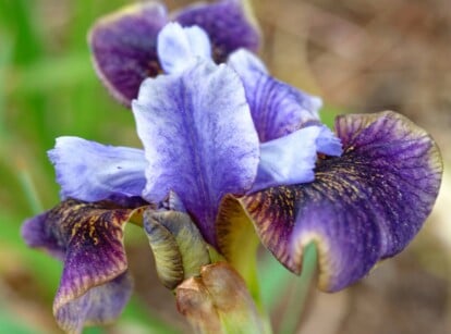 Close-up of Iris sibirica 'Black Joker' flower against a blurred green garden background. The falls, which are the lower petals, are deep maroon-purple with prominent, intricate veins of a lighter purple and golden hue. These falls have a velvety texture and a slightly recurved shape. The standard petals are often slightly lighter in color.