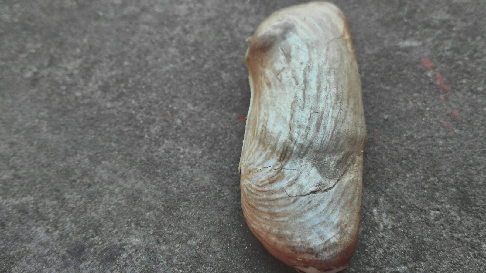 One oblong Mangifera indica embryo, pale brown and ridged, lying on a rough dark surface.