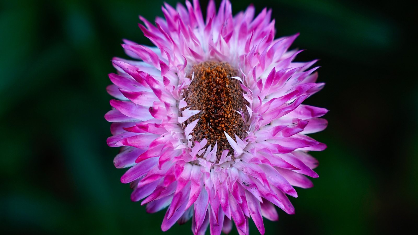 A close-up of a purple strawflower; its delicate petals vivid against a softly blurred dark green backdrop.