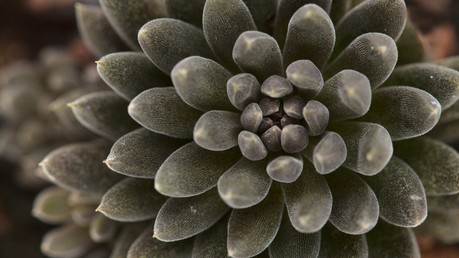 Dense, dark blackish-green rosettes of tightly packed, cylindrical leaves cluster near the ground.
