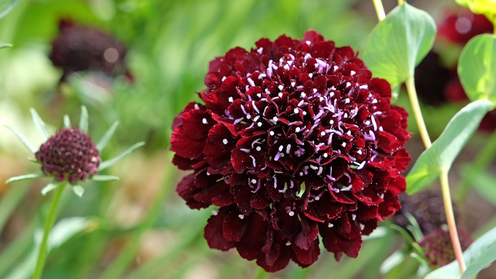 Small, pin-cushion blooms of deep black-burgundy stand atop slender stems, contrasting with fine, green foliage.