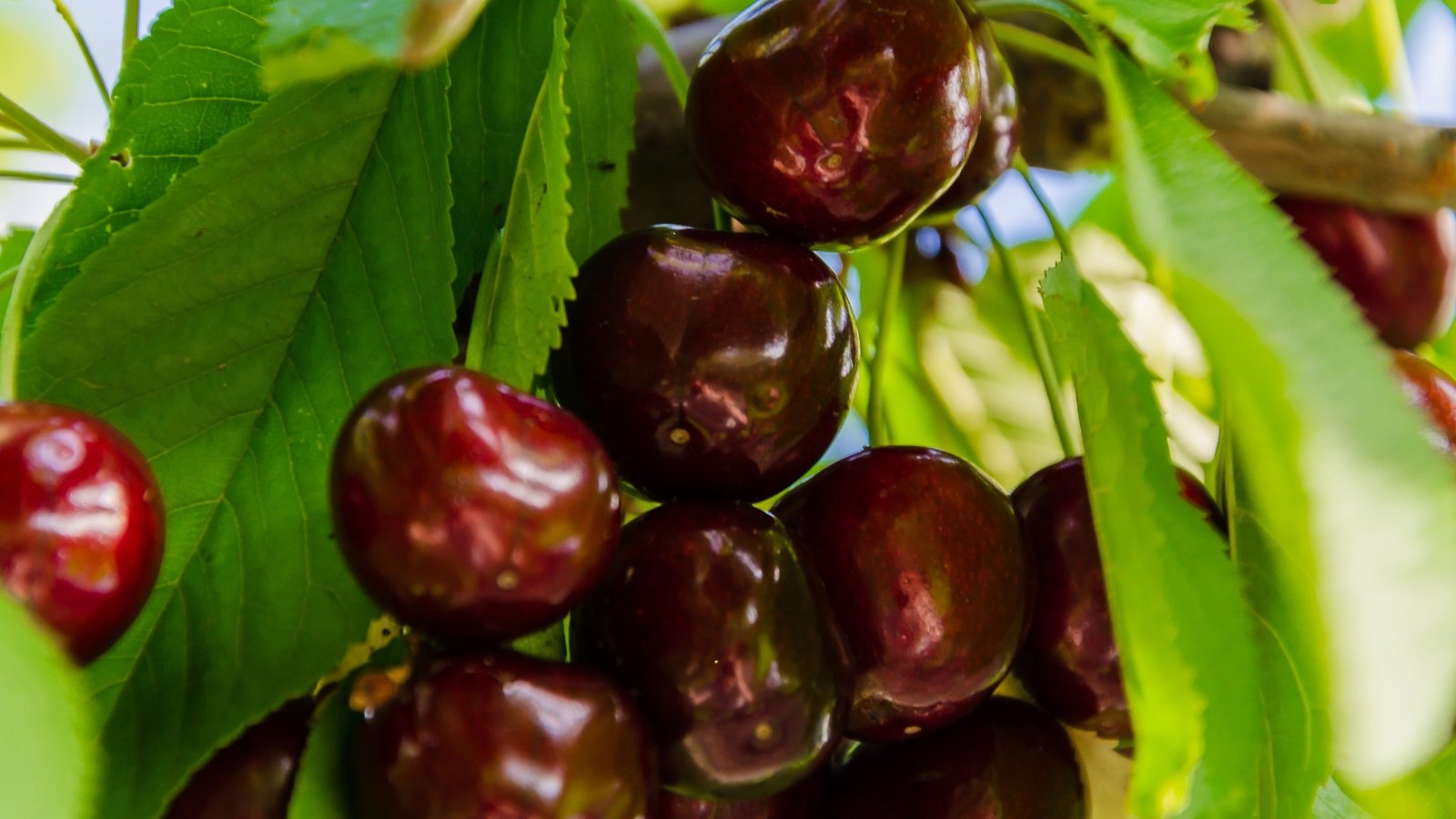 Almost black cherries with a rich, dark sheen dangle in tight clusters from arching branches, nestled among dense green foliage.
