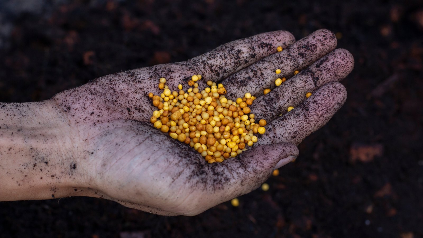 A hand covered in dark soil holds bright yellow fertilizer granules.