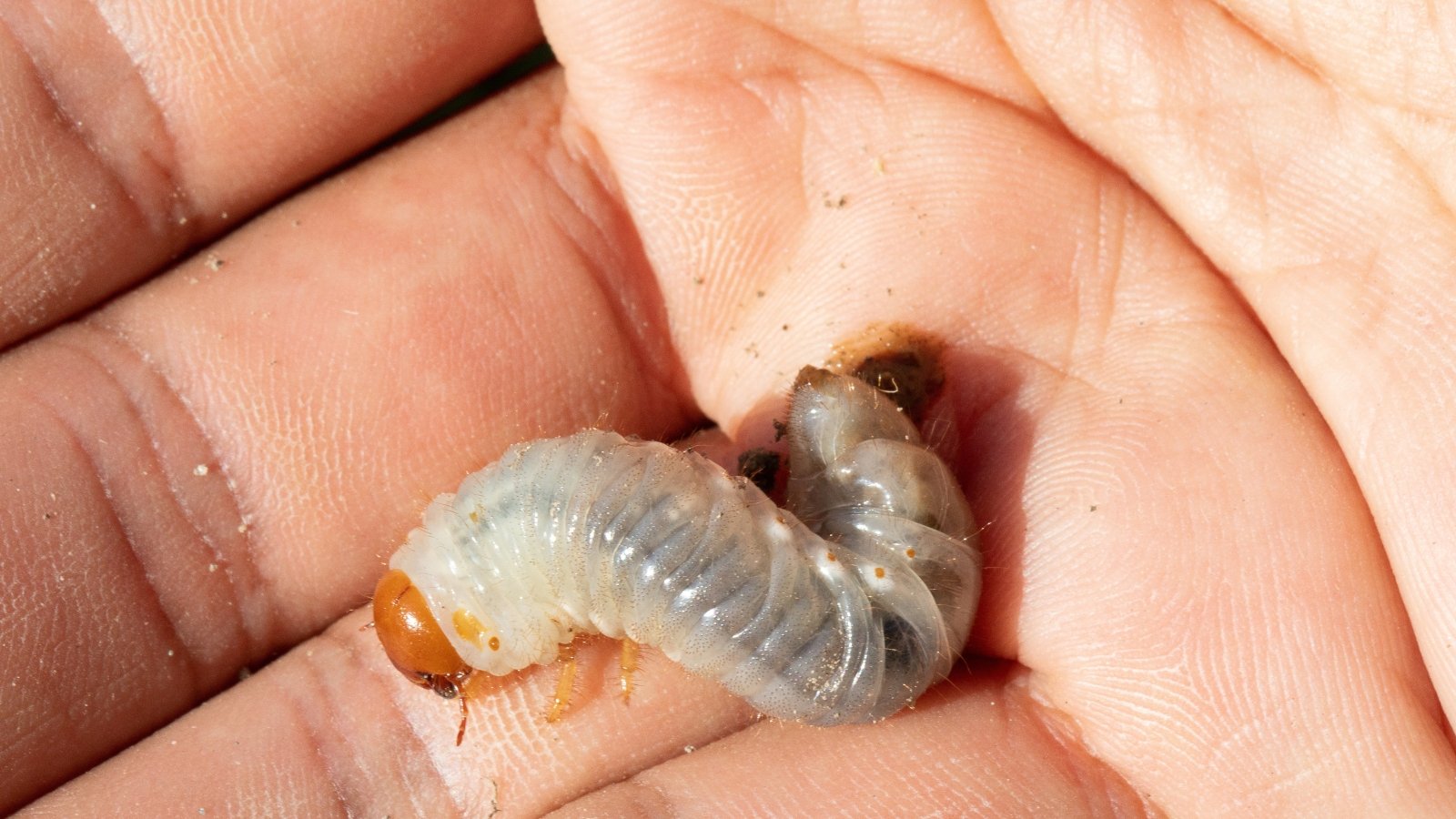 Pale white and gray curled Iris germanica larva with a brown head resting on a person's fingers.