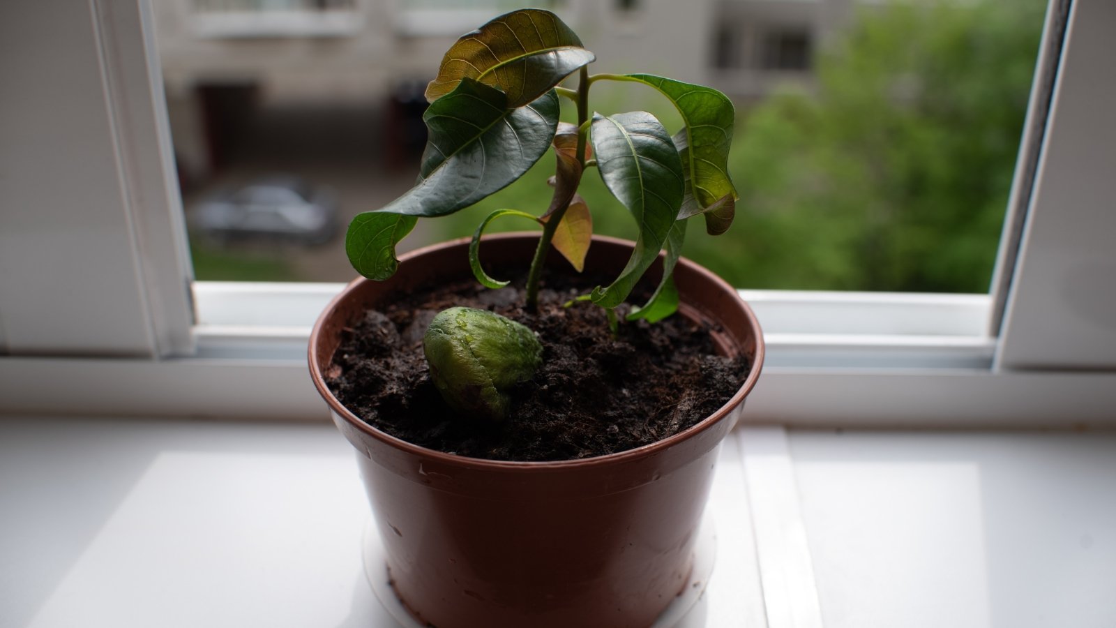 Young Mangifera indica plant with two green leaves growing in dark soil inside brown clay container.