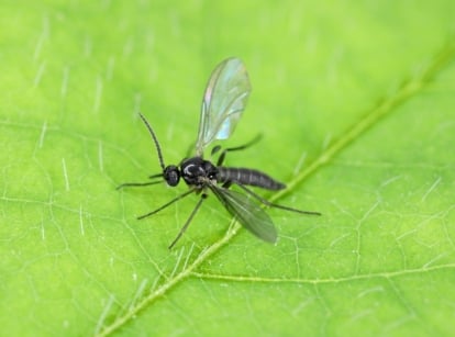 A tiny, dark-winged insect with translucent wings rests on a bright green leaf's smooth surface.