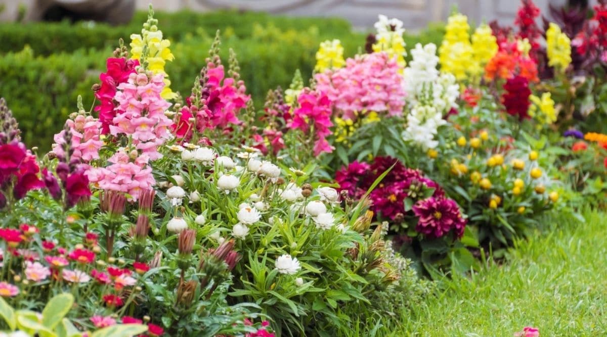 Snapdragon