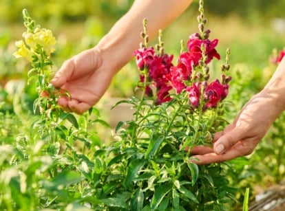A woman takes care of blooming snapdragons with tall stems, lance-shaped leaves, and clusters of vibrant tubular flowers in pink and yellow shades, grown from seeds, in a sunny garden.