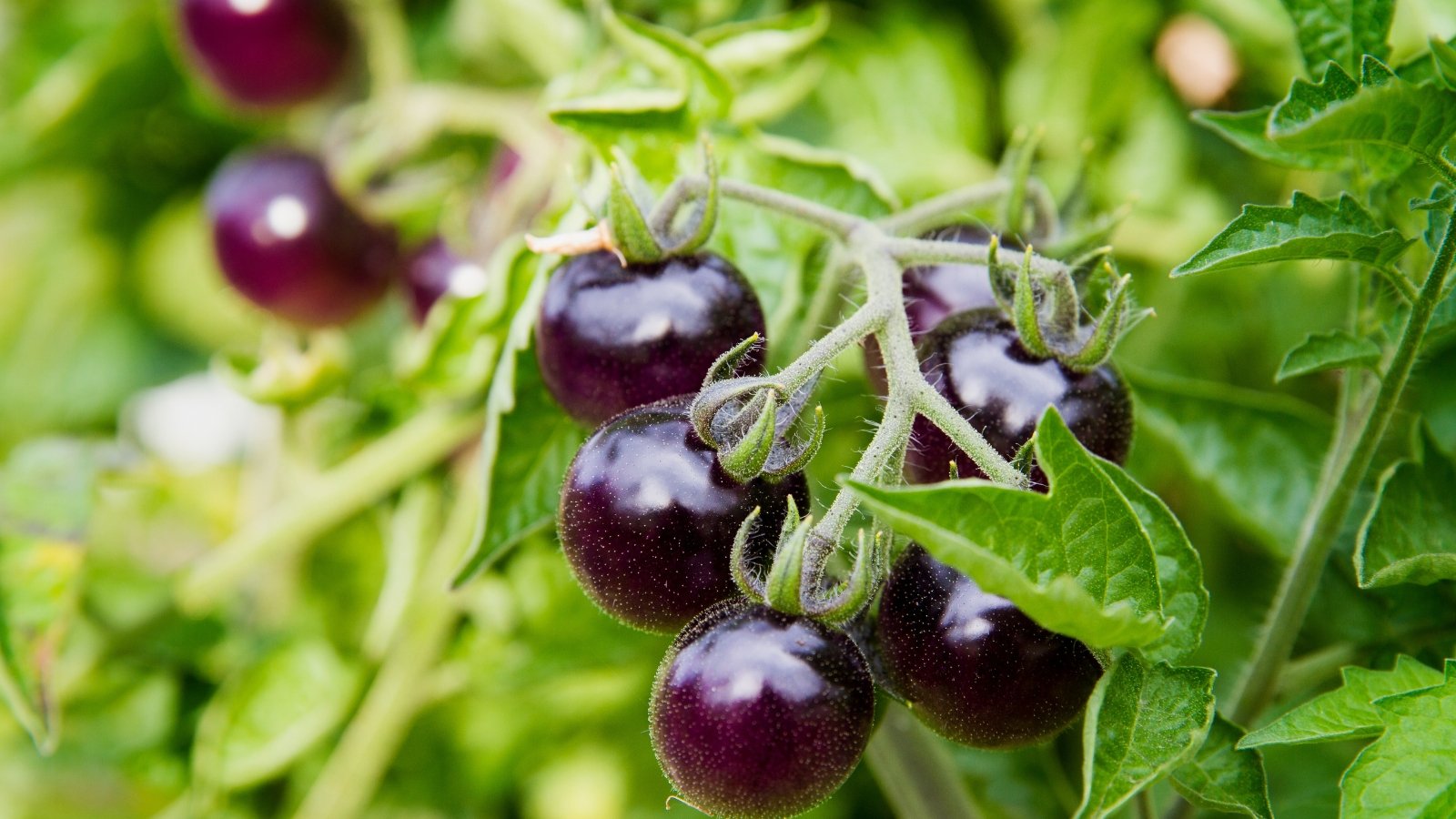 Small, round fruits exhibit a striking dark purple hue on the top that fades to red underneath, growing on vigorous green plants.