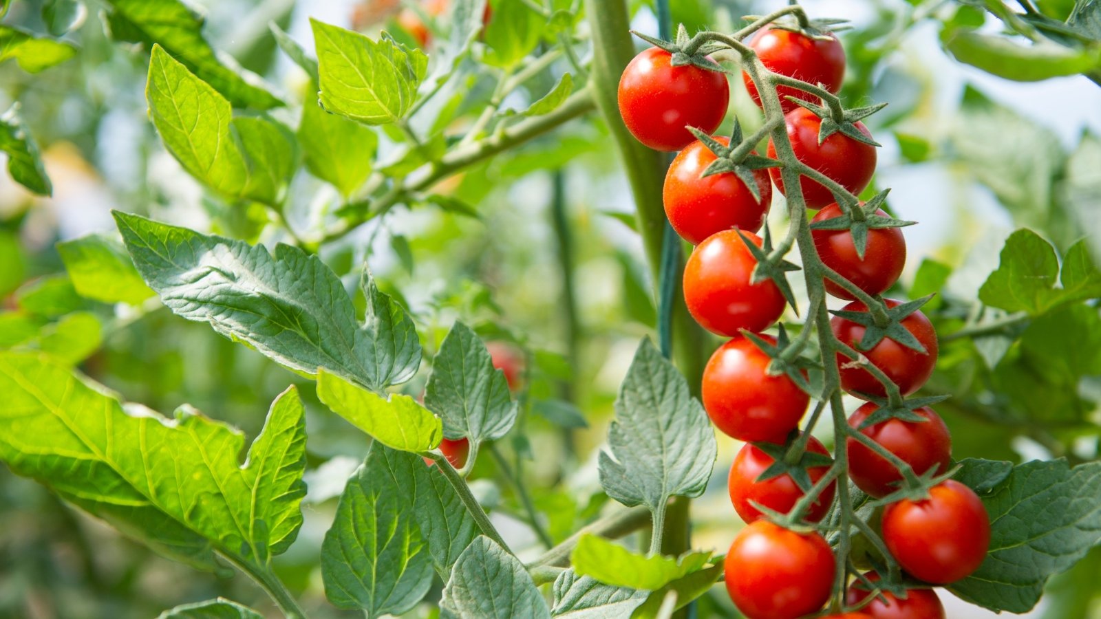 Slender, twisting stems covered in small, pointed green leaves produce clusters of round, glossy fruits of bright red color, hanging in an elongated cluster from delicate green calyxes.