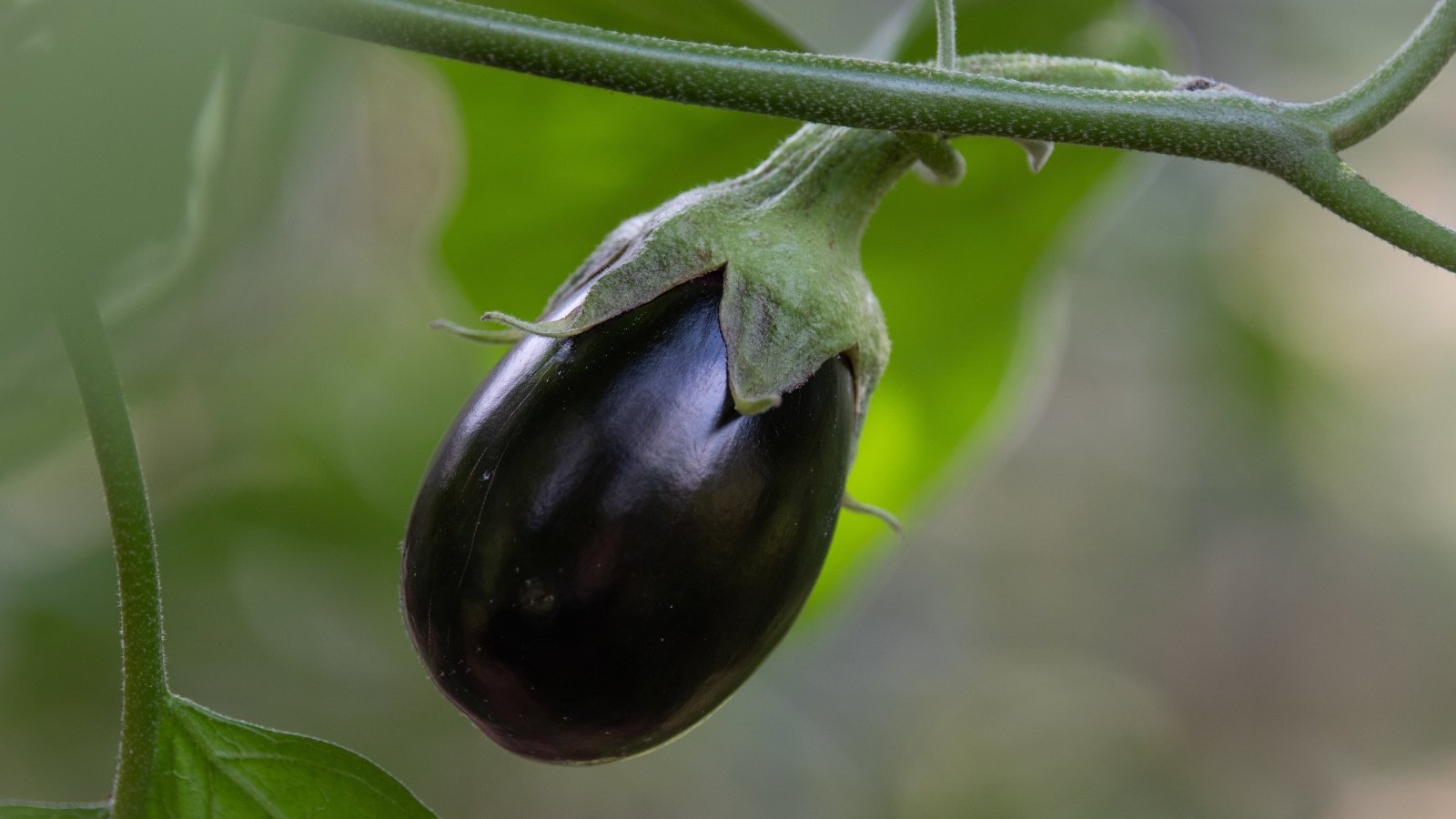 Glossy, deep purple-black eggplant hangs from a green stem, framed by large, serrated leaves.
