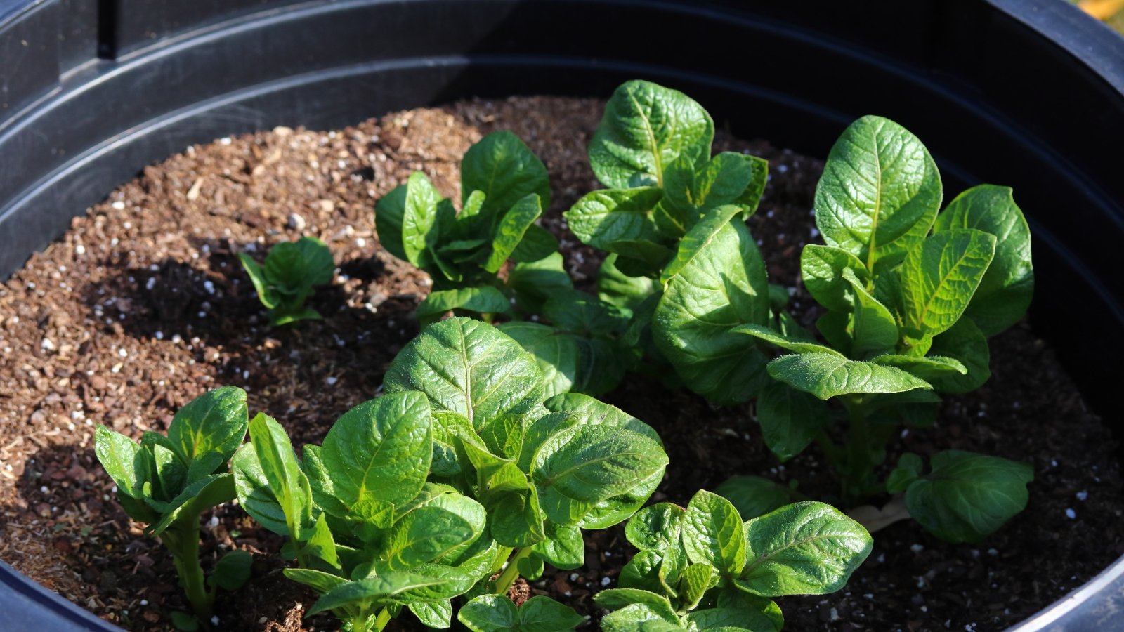 Solanum tuberosum seedlings growing in a bucket.