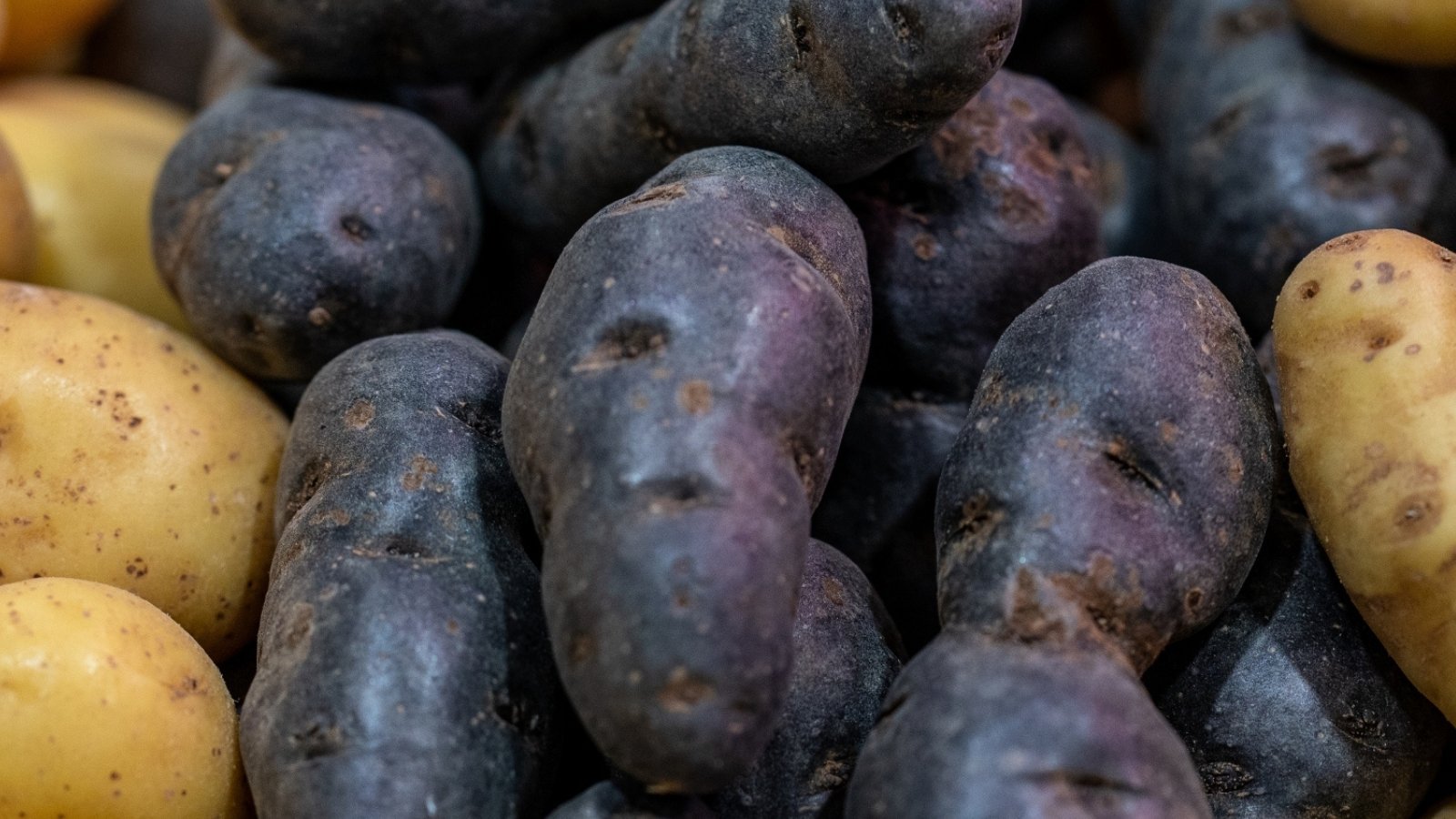 A close-up of Violet Queen potatoes displaying rich, deep purple tones, hinting at their royal heritage. Adjacent, golden-yellow potatoes add a vibrant contrast, promising a diverse culinary palette in this close-up vegetable medley.
