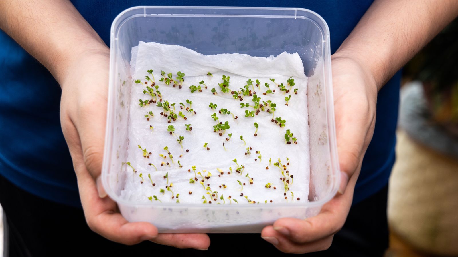 Someone wearing a blue shirt,  holding a container with germinated seeds placed on a damp paper towel receiving some light