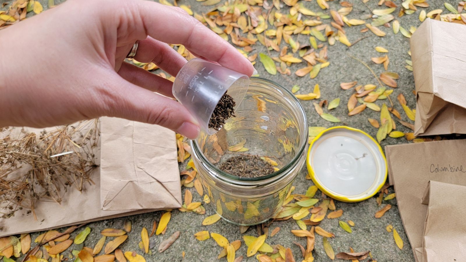 Someone using hand to pour dried seeds into a glass jar after collection, standing on a concrete surface with dried leaves scattered on it