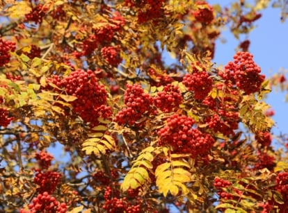 Sorbus branches covered in bright red berry clusters with golden-yellow pinnate leaves turning in autumn.