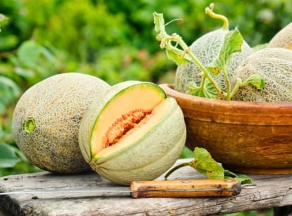 Round melons with textured rinds, ribbed skin, and juicy orange flesh sit on a wooden table in the garden, their seeds gathered in the center to sow melon seeds.