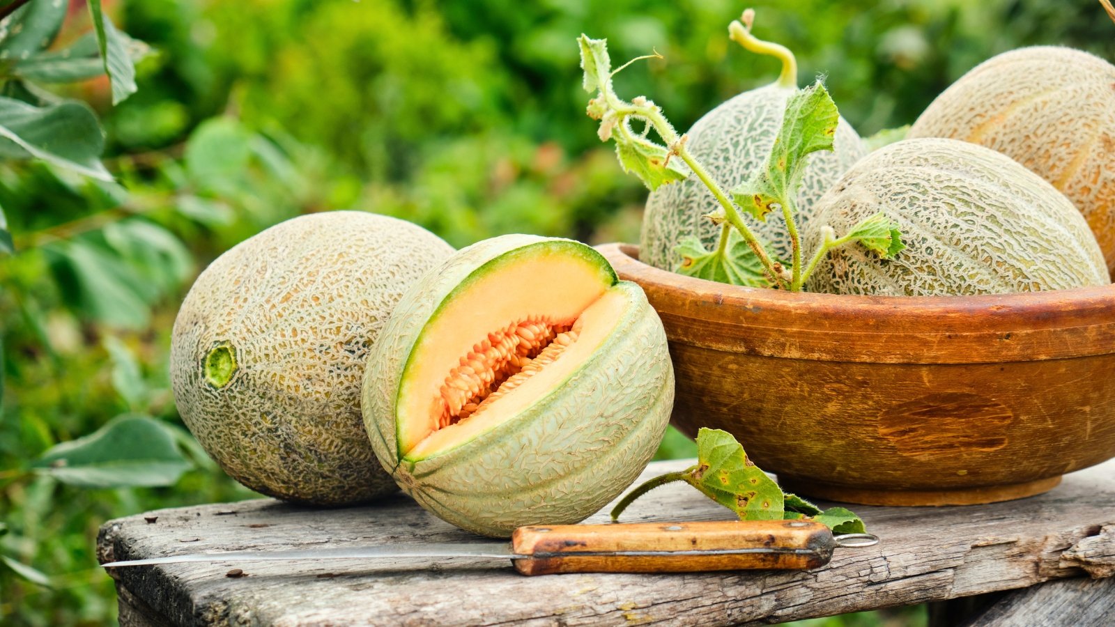 Round melons with textured rinds, ribbed skin, and juicy orange flesh sit on a wooden table in the garden, their seeds gathered in the center to sow melon seeds.