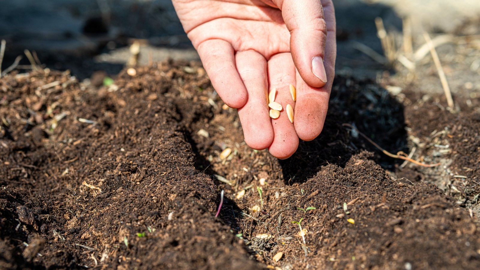 A man's hand sows small, pale beige, teardrop-shaped, flattened seeds into the soil of a sunny garden.