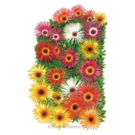 Sparkle Blend Iceplant Seeds