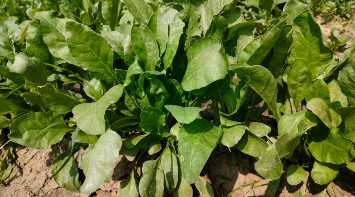 Close up of dark green leafy vegetables growing in a row on a sunny day.