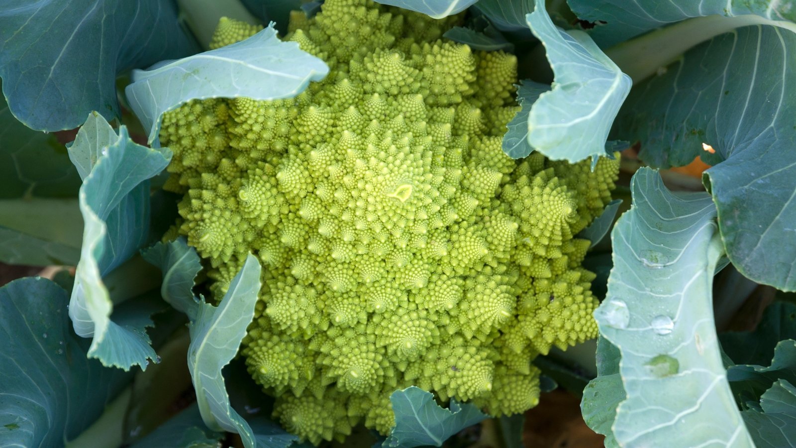 A nearly mature vegetable with tightly packed spiraling buds nestled within broad, waxy green leaves.
