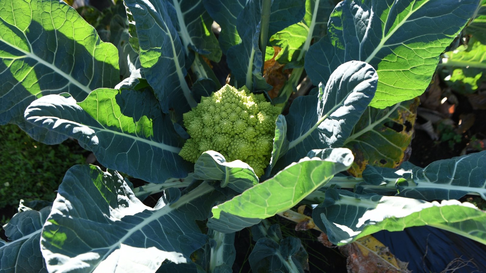 A close-up of a vibrant green vegetable with tightly clustered conical buds, partially shaded by leaves.